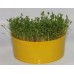 Лоток bio greens руккола